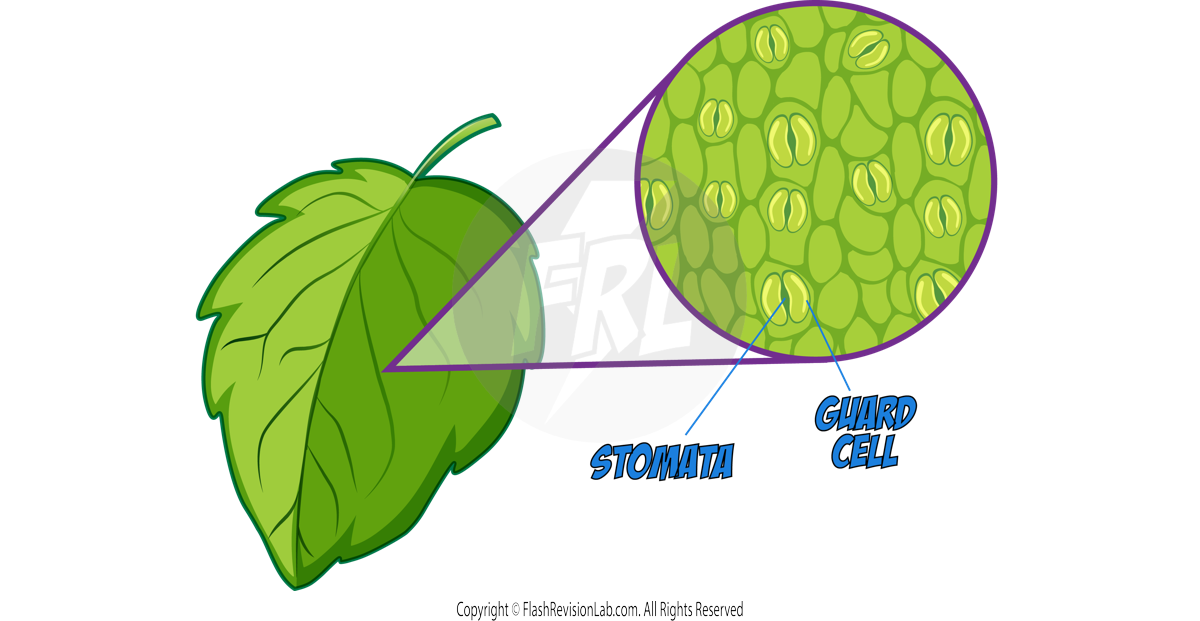 Stomata